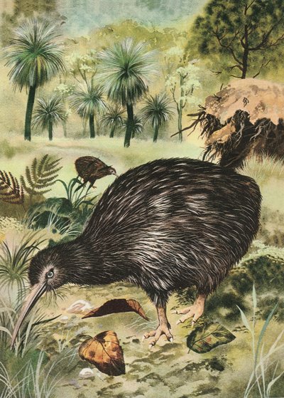 Oiseau Kiwi - English School