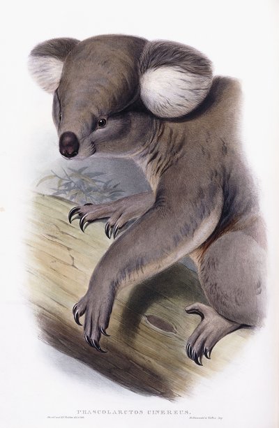 Koala - Phascolarctos cinereus, 1845-1863 - English School