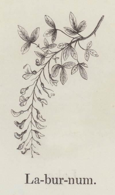 Laburnum (gravure) - English School