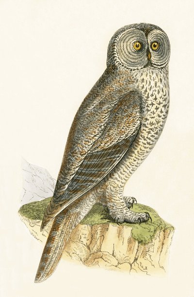 Chouette lapone, illustration de 