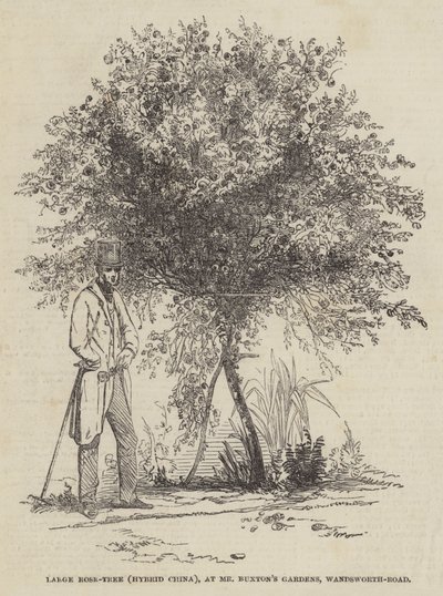 Grand rosier (Hybride de Chine), dans les jardins de M. Buxton, Wandsworth-Road (gravure) - English School
