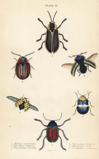 Coléoptères des feuilles : Alurnus marginatus 1, Eumolpus curpreus 2, Chrysolina cerealis 3, coléoptère des orties mortes, Chrysolina fastuosa 4, Oedionychis cincta 5 et coccinelle à 22 points Psyllobora vigintiduopunctata 6 - English School