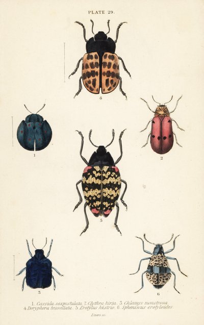 Coléoptères des feuilles : Cyrtonota sexpustulata 1, Lachnaia hirta 2, Chlamys monstrosa 3, Doryphora tessellata 4, Erotylus histrio 5 et Spheniscus erotyloides 6 - English School