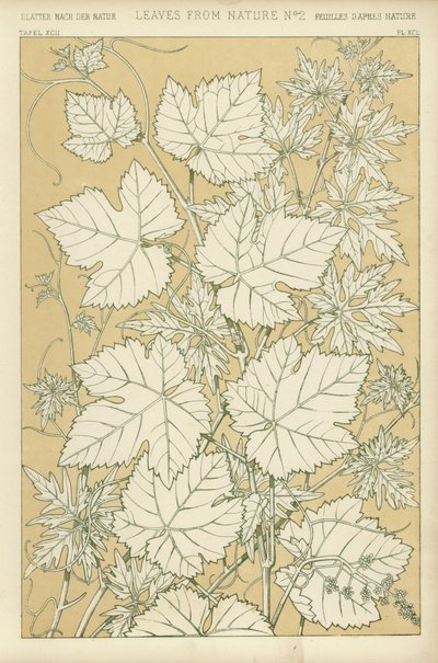 Feuilles de la nature - English School
