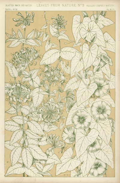 Feuilles de la nature - English School
