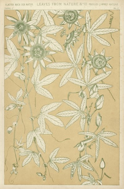 Feuilles de la nature - English School