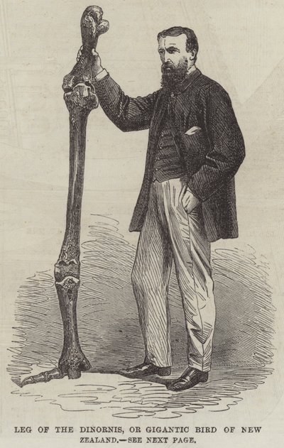 Patte du Dinornis, ou oiseau géant de Nouvelle-Zélande - English School