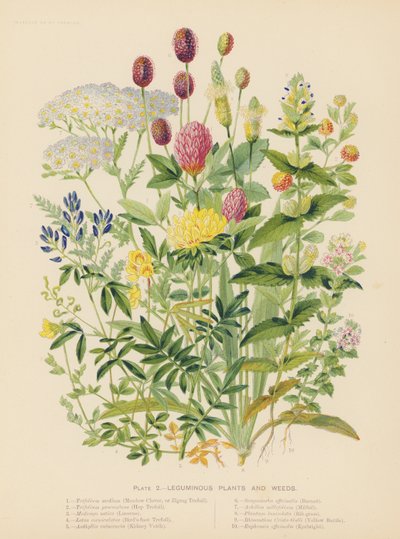 Plantes légumineuses et mauvaises herbes - English School