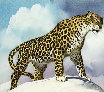 Léopard dans la neige - English School
