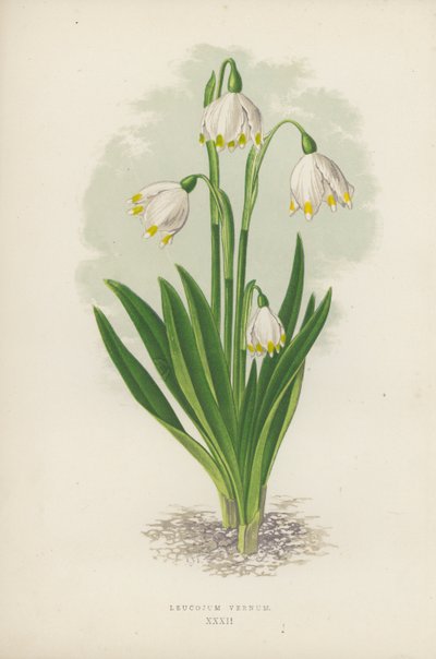 Leucojum Vernum - English School
