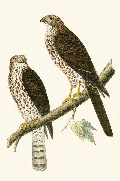 Épervier levantin, illustration de 