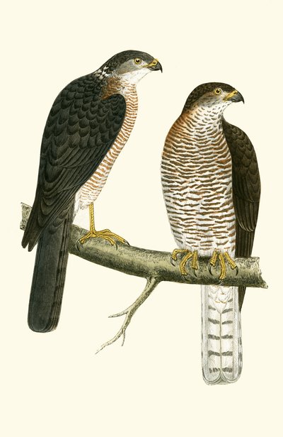 Épervier levantin, illustration de 