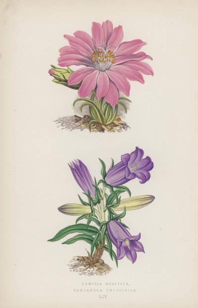 Lewisia Rediviva; Campanula Longifolia - English School