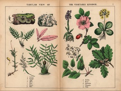 Lichen, champignon, algue, mousse, fougère, herbe, palmier, orchidée, rose, auricule, clématite et chêne, de 