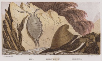 Ligia, Bonnet de Torbay, Coquille de Tusk - English School