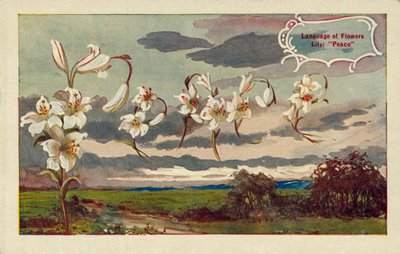 Lily signifie paix dans le langage des fleurs (lithographie couleur) - English School