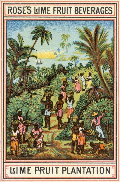 Plantation de fruits de lime - English School