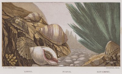 Patelle, Pourpre, Patelle fendue (lithographie en couleur) - English School