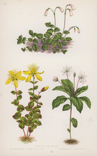 Linnaea Borealis; Hypericum Nummularium; Trientalis Europaea (lithographie en couleur) - English School