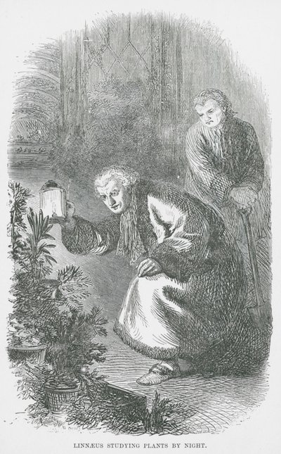 Linné étudiant les plantes de nuit (gravure) - English School