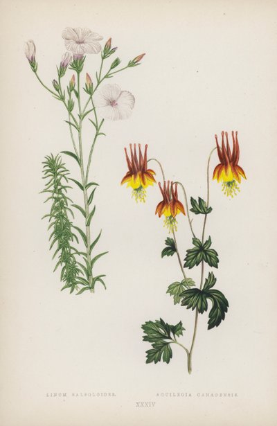 Linum Salsoloides; Aquilegia Canadensis - English School