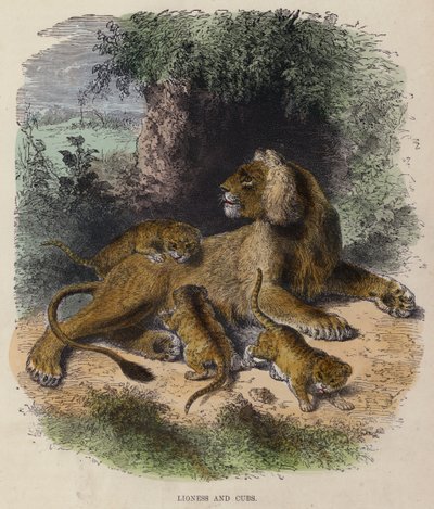 Lionne et lionceaux - English School