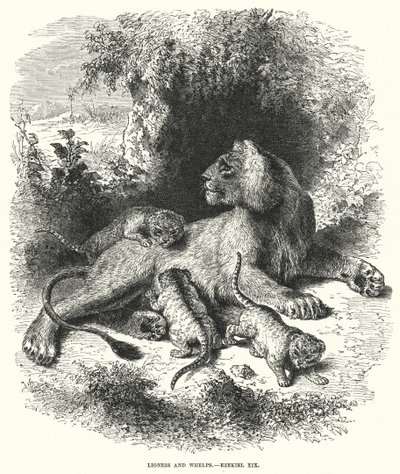 Lionne et petits, Ézéchiel XIX (gravure) - English School