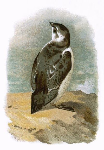 Petit pingouin - English School