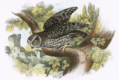 Petit Hibou - English School
