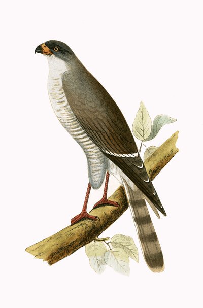 Fauconnet à bec rouge, illustration de 