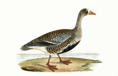 Petite oie à front blanc, illustration de 