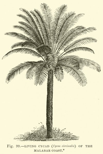 Cycade vivant (Cycas circinalis) de la côte de Malabar - English School