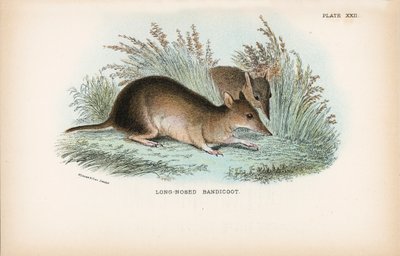 Bandicoot à long nez - English School