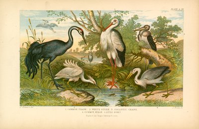 Oiseaux à longues pattes (lithographie couleur) - English School