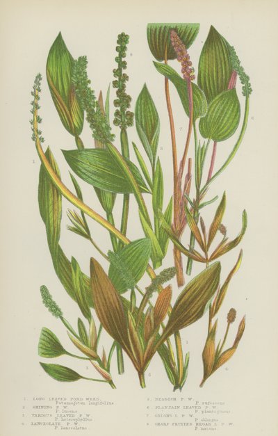 Potamot à feuilles longues, potamot brillant, potamot à feuilles variées, potamot lancéolé - English School