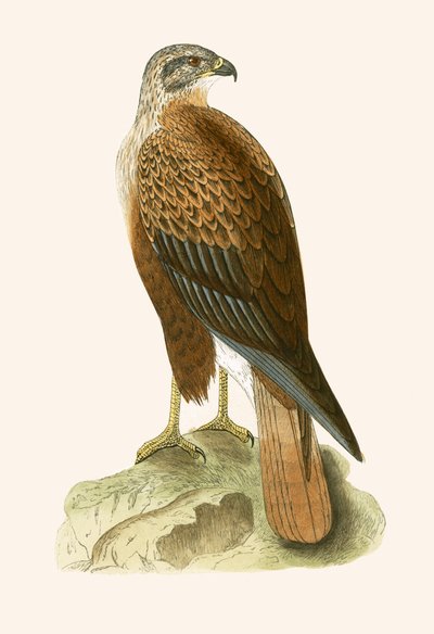 Buse à longues pattes, illustration de 