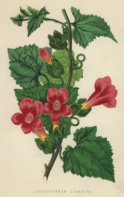 Lophospermum Scandens - English School