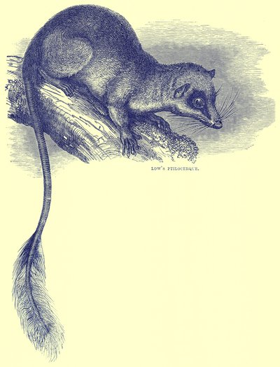 Ptilocerque de Low, illustration de Cassells Natural History - English School
