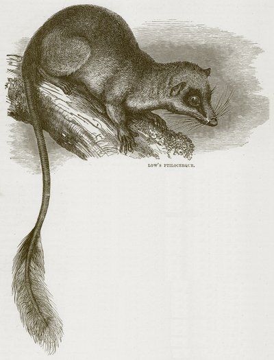 Ptilocerque de Low, illustration de Cassells Natural History - English School