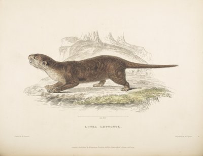 Lutra Leptonyx, de 