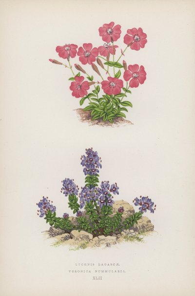 Lychnis Lagascae; Veronica Nummularia - English School