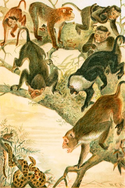 Macaques - English School