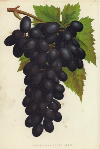 Raisin de Madresfield Court - English School