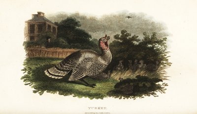 Dindon mâle, Meleagris gallopavo, protégeant une poule naine d