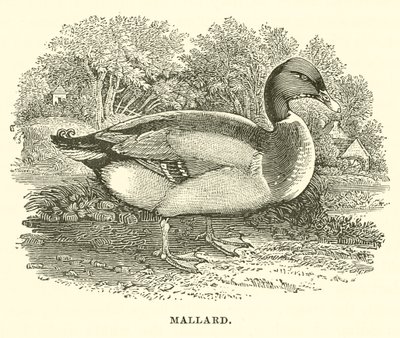 Canard colvert (gravure) - English School