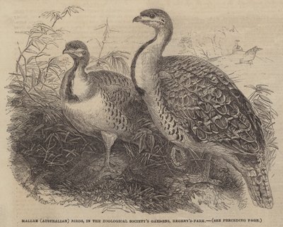 Oiseaux (australiens) Mallee, dans les jardins de la Société zoologique, Regent