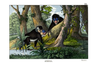 Mandrill - English School