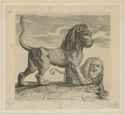 Marco, un lion dans la Tour de Londres - English School