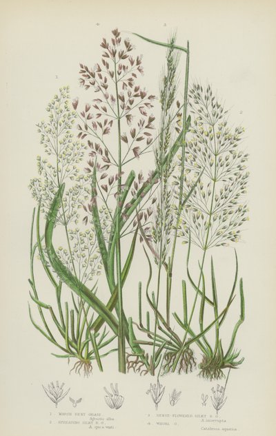 Agrostide des marais, agrostide soyeuse étalée, agrostide soyeuse à fleurs denses, agrostide en verticille - English School