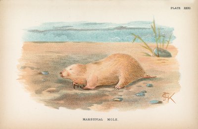 Taupe marsupiale - English School